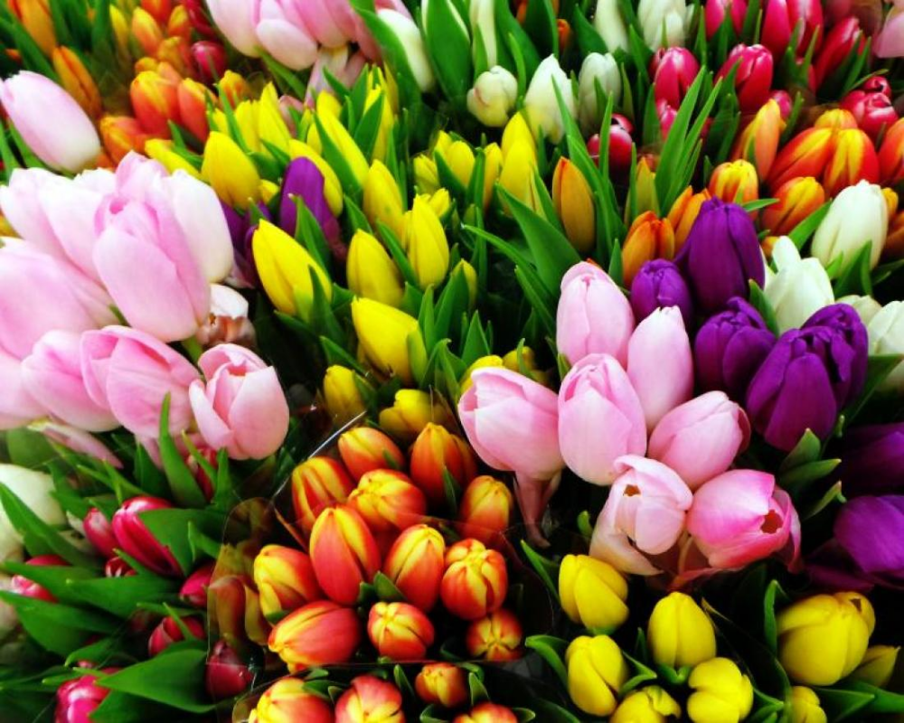 Flowers In The City